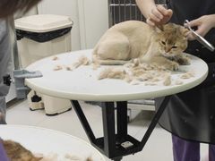 -北京观赏动物医院·24小时大型综合·猫专科·异宠专科