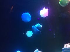 -锦艺城海洋馆