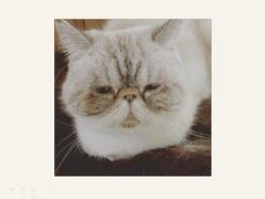 -猫色咖啡·猫咖