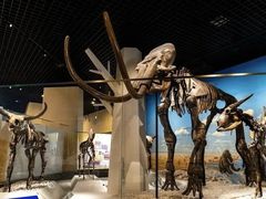 -国家自然博物馆