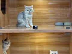 -猫十亿·布偶金渐层·曼基康矮脚猫舍(青年路店)