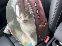 -老吴的猫·猫舍(新区店)