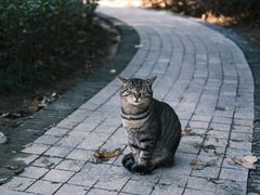 -西园寺