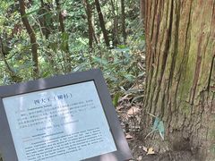 -天目山大树王景区