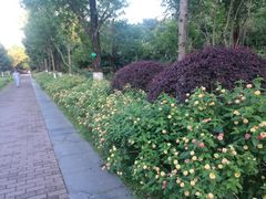 -重庆彩云湖湿地公园