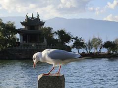 -大理洱海