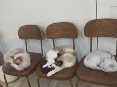 -共舞时光猫咖·狗咖(新街口店)