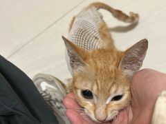 -乐琪宠物医院·犬猫专科·骨外科·急重症