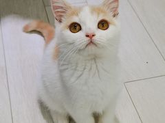 -喵的天空名猫咖啡馆·撸猫·猫舍·用品