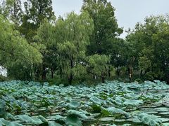 -长兴太湖图影湿地文化园