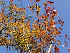 -北京西山国家森林公园