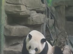 -灵玲国际马戏城