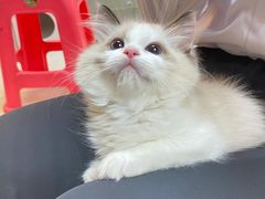-lincat·猫舍(广州店)