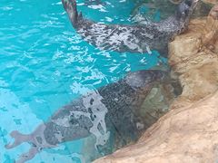 -海合安成都极地海洋公园