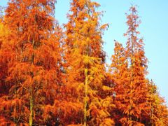 -白鹭湾湿地公园