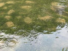 -南翔镇银翔湖公园