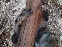 -威勒比开放式动物园