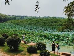 -丁香湖公园
