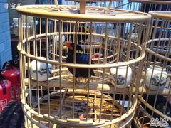 鹩哥-到家尝北京菜(西坝河店)