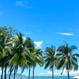 来三亚。。。。见世面了。。。试试香草鸭🦆