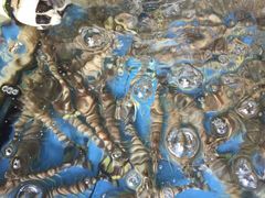 -龙溪海鲜酒家(溪涌店)