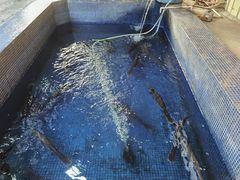 -鸿渡渔庄·特色鸭咀鱼