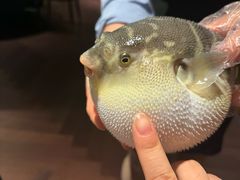 -肆月河豚·淮扬菜·湘菜(华天店)
