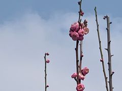 -苏州上方山国家森林公园
