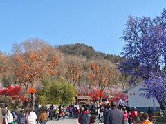 -紫光园·烤鸭·北京菜(团结湖店)