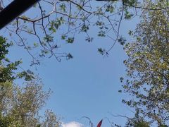 -合肥滨湖国家森林公园