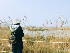 -盐城丹顶鹤湿地生态旅游区