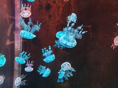 -欢乐海岸海洋奇梦馆