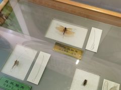 -上海昆虫博物馆