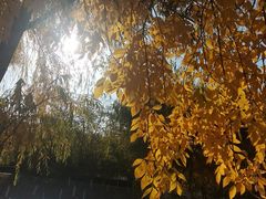 -大兴滨河森林公园