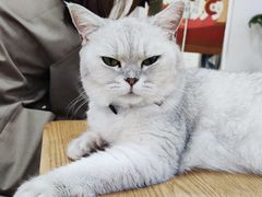 -李小姐の猫咖啡馆(五角场店)