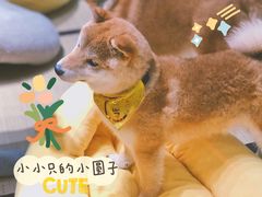 -逗柴咖啡屋·狗咖猫咖宠物桌游