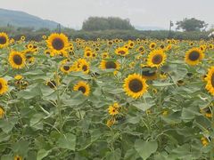 -径山花海