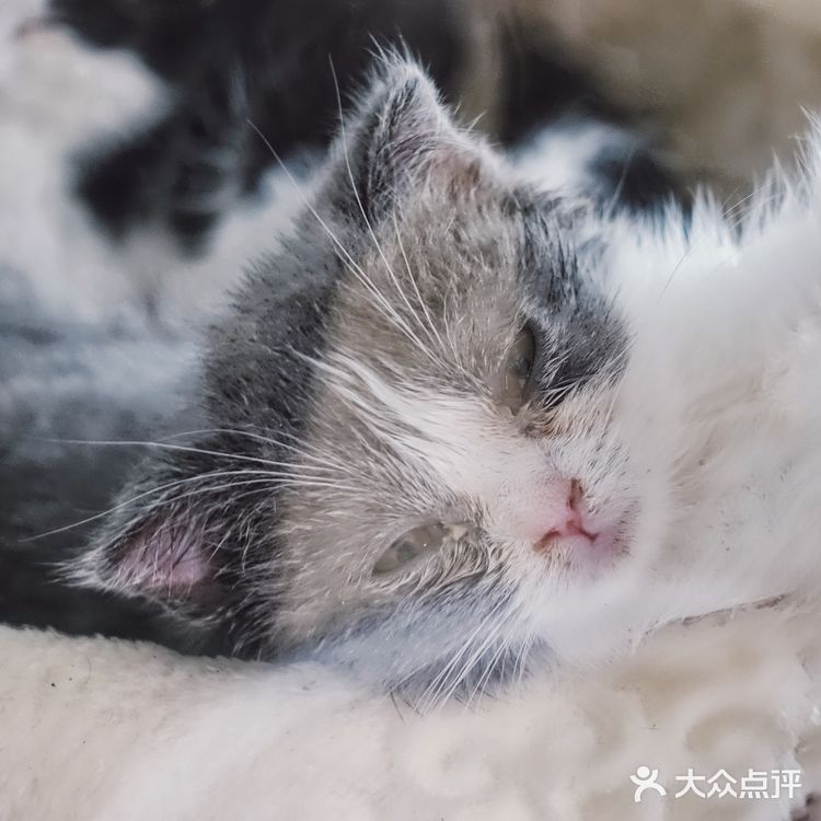 七宝附近一家玩乐美容一应俱全宠物酒店