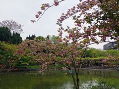 -嘉定紫藤园