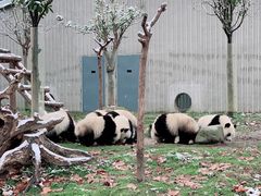 -卧龙中华大熊猫苑神树坪基地