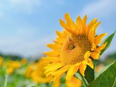 -光明小镇欢乐田园