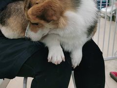 -宠福鑫康馨动物医院·骨科·眼科