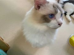 -猫在这儿猫咪咖啡馆·撸猫馆