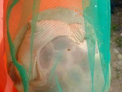 -众彩物流水产市场