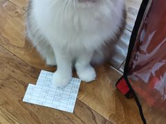 -爱侣宠医·鹦鹉专科·小型哺乳类·异宠专科(灵石路店)