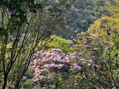 -梧桐山风景名胜区