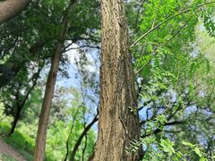 -上海共青森林公园