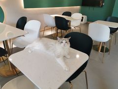 -飞行喵MR PILOT|猫舍·猫咖(静安大融城店)
