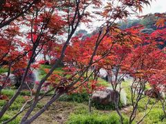 -广州市帽峰山景区