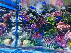 -暹罗海洋世界